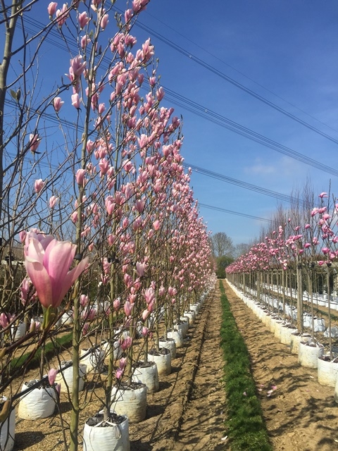 row of Magnolia Heaven Scent in flower on rhe barcham nursery