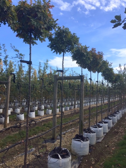 Quercus palustris Green Dwarf at barcham trees