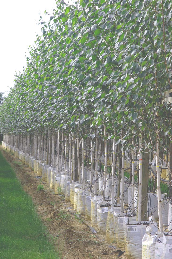 Betula utilis Jacquemontii at barcham trees