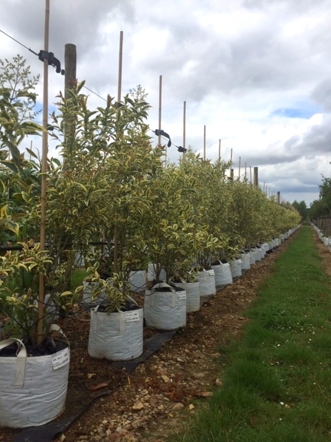 Ligustrum lucidum Variegata bush form at barcham trees