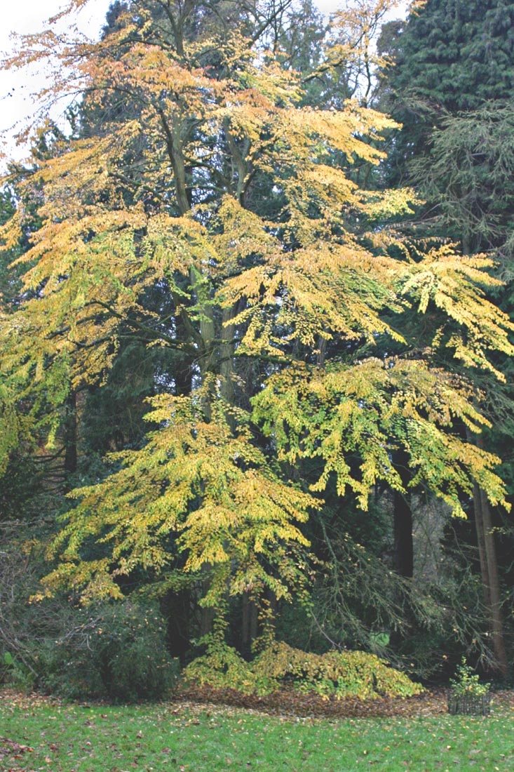 Mature Cercidiphyllum japonicum