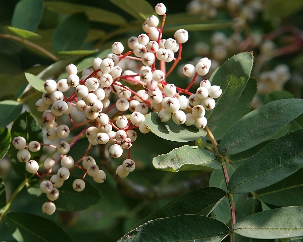 The white/pink berries of Sorbus hupehensis