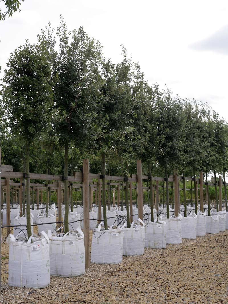 Quercus ilex on the barcham trees nursery