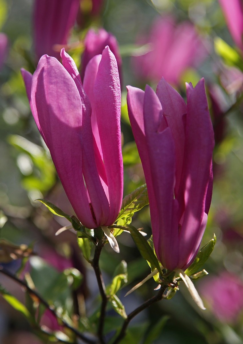 the flowers of Magnolia Susan in detail