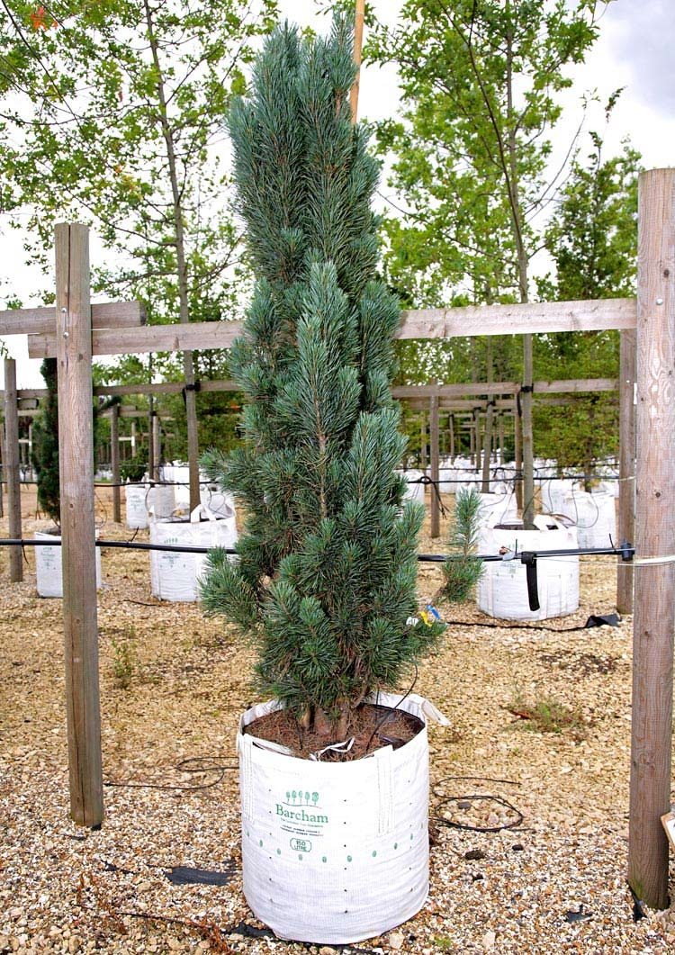 single specimen of Pinus sylvestris Fastigiata