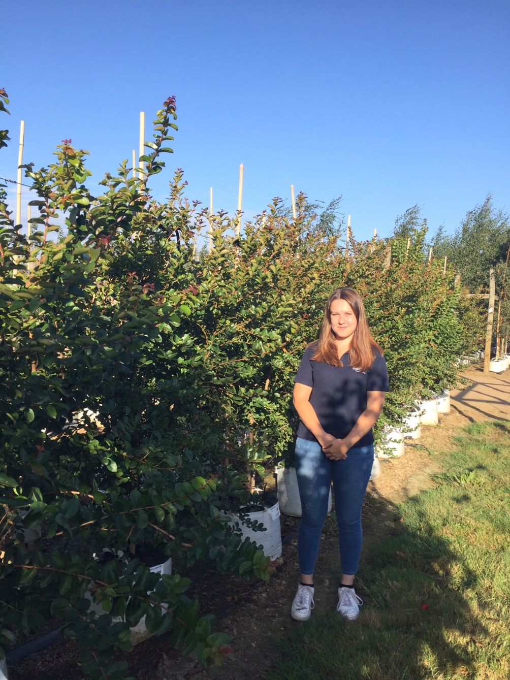 Lagerstroemia indica Rosea multi-stem at barcham trees
