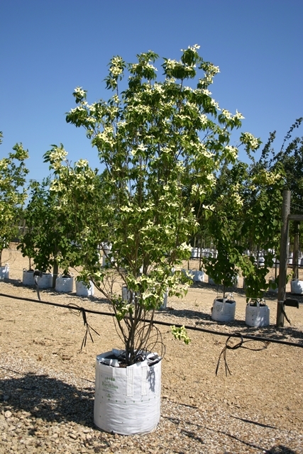 Cornus kousa Milky Way on the barcham trees nursry