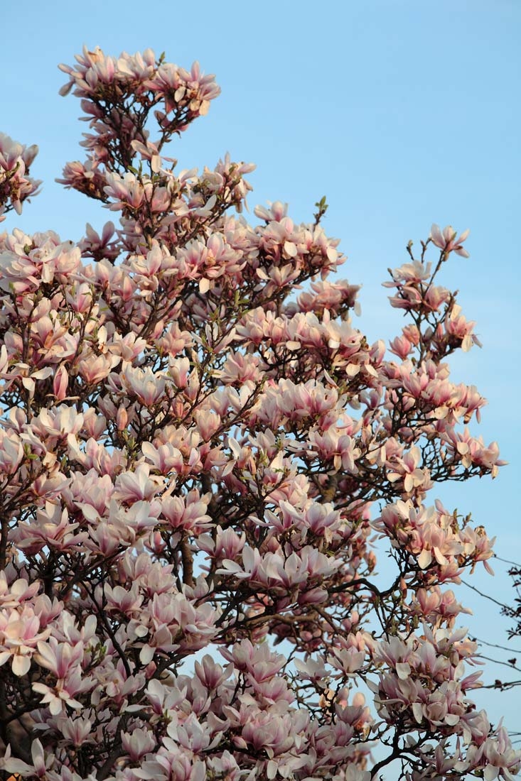abundance of flowers on Magnolia x soulangeana multi-stem