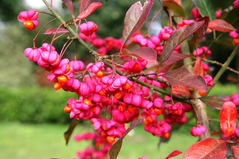 the pink flowers of Euonymous europaea Red Cascade