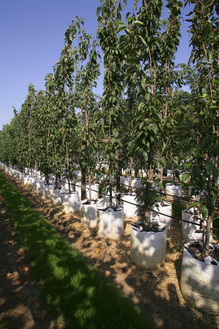 Prunus Amanogawa on the barcham trees nursery
