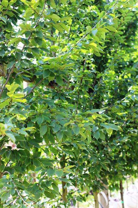 foliage of  Carpinus betulus Frans Fontaine