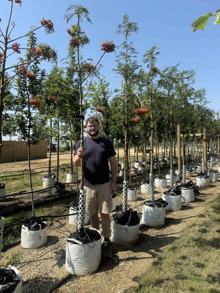 Sorbus commixta Olympic Flame Medium Tree