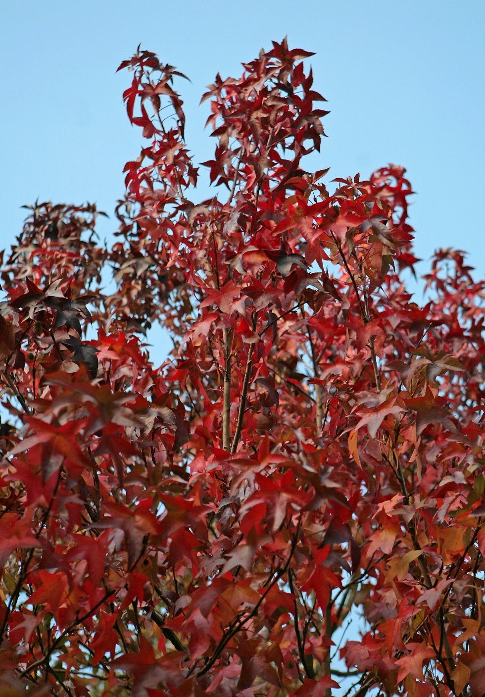 Autumn colour of Liquidambar styraciflua (Pleached)