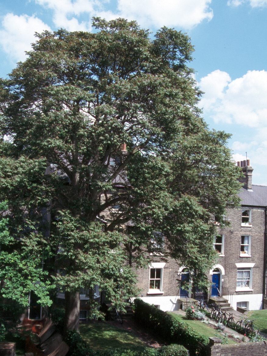 Mature  Ailanthus altissima