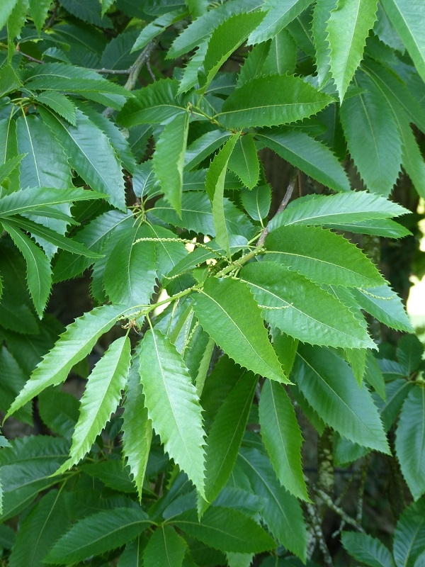 Leaves of the sweet chestnut in detail