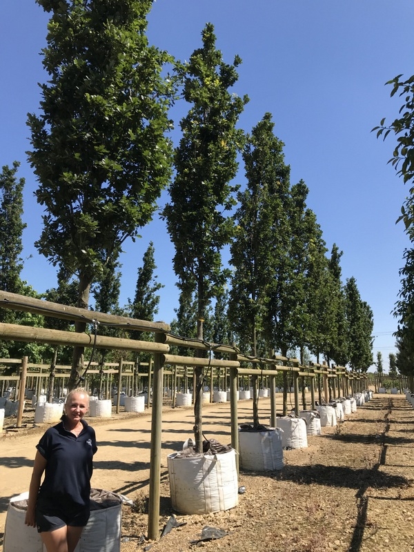 Quercus robur Fastigiata Koster on the barcham trees nurery