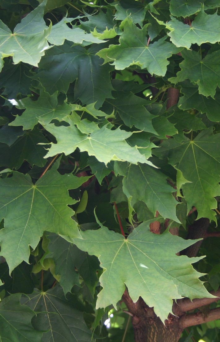Acer platanoides Globosum foliage