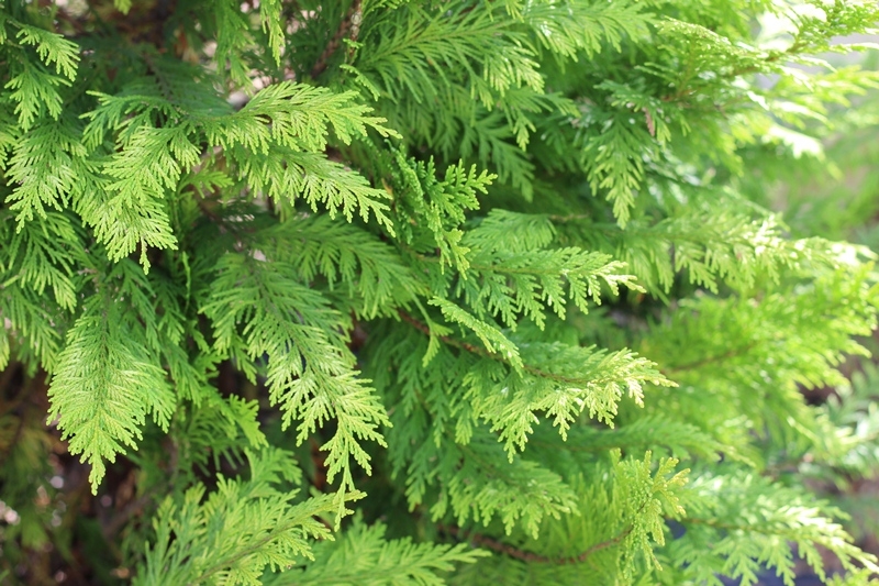 The foliage of Chamaecyparis Lawsoniana Yvonne