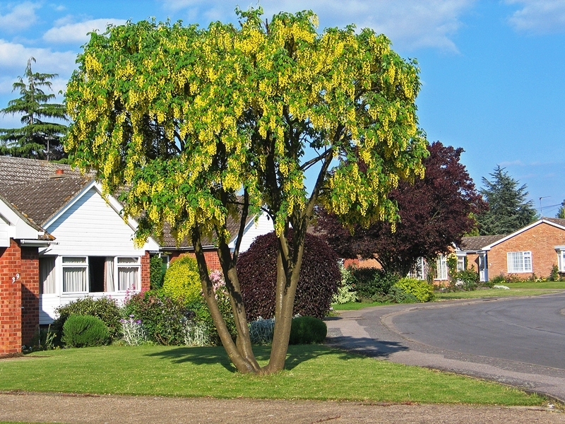 mature specimen of Laburnum × watereri 'Vossii'