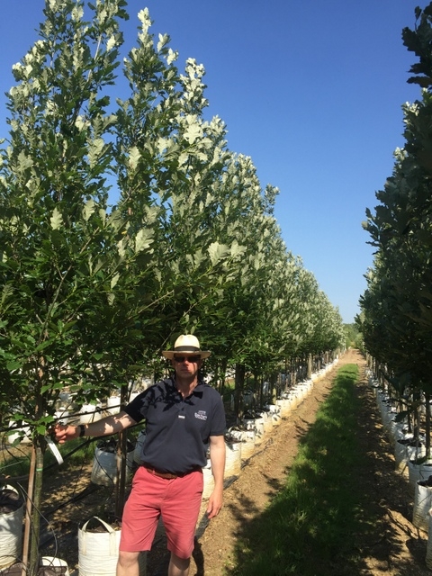 Quercus royal prince at barcham trees