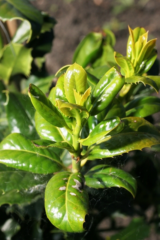 foliage of Ilex aquifolium Pyramidalis