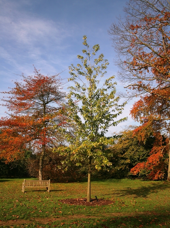 mature Acer saccharinum Pyramidale
