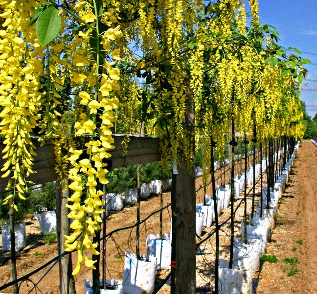 flowers of Laburnum × watereri 'Vossii'