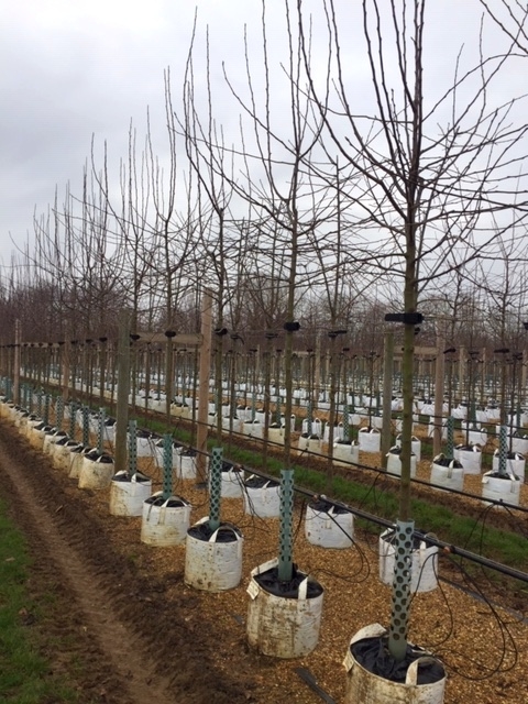 Malus Butterball in winter months at Barcham trees