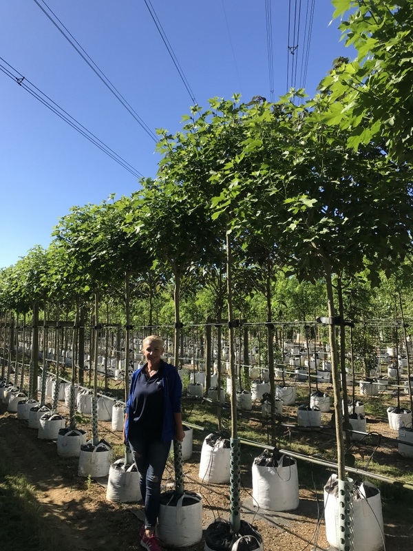 Hibiscus Resi at barcham trees