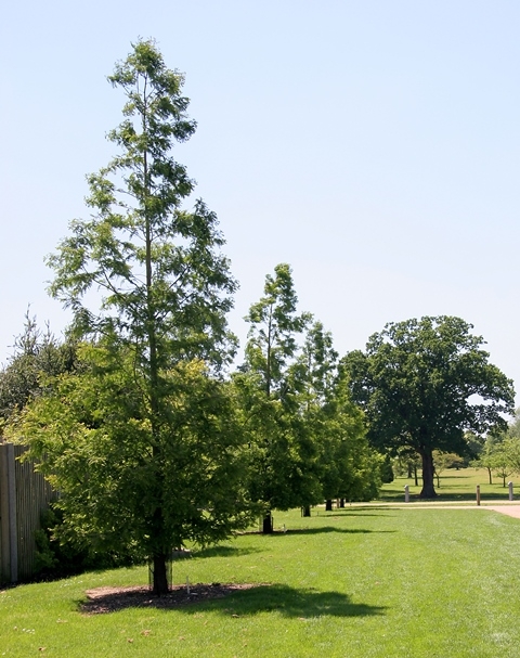 Dawn Redwood in a parkland environment