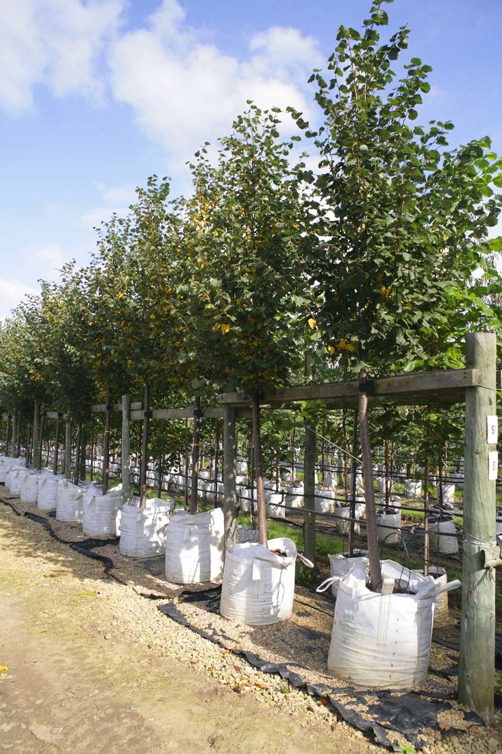 Tilia cordata in a row on Barcham Trees nursery