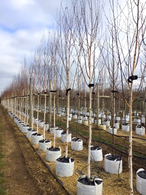 Betula utilis Jacquemontii Snow Queen in winter