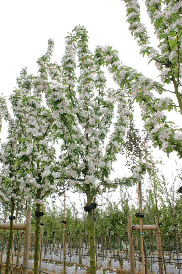 Malus Golden Hornet in flower