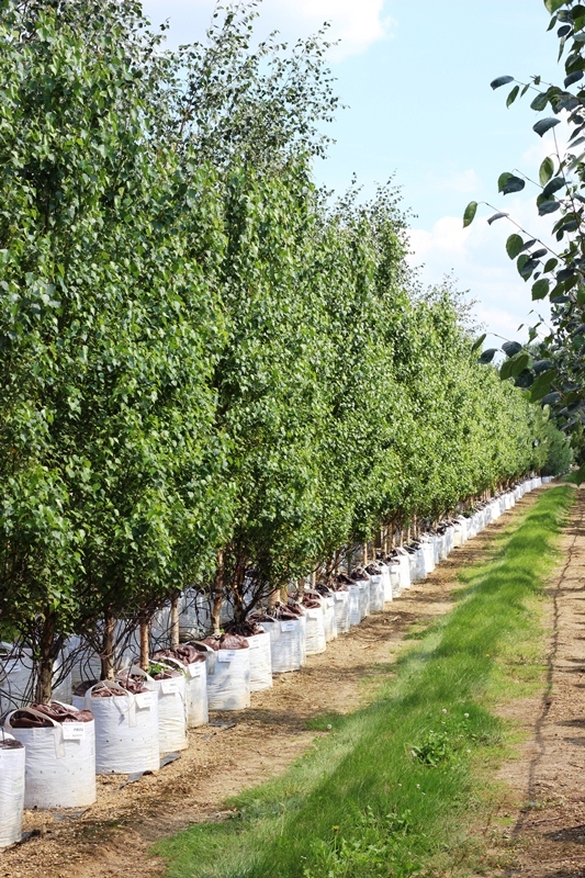 etula pendula Obelisk at barcham trees