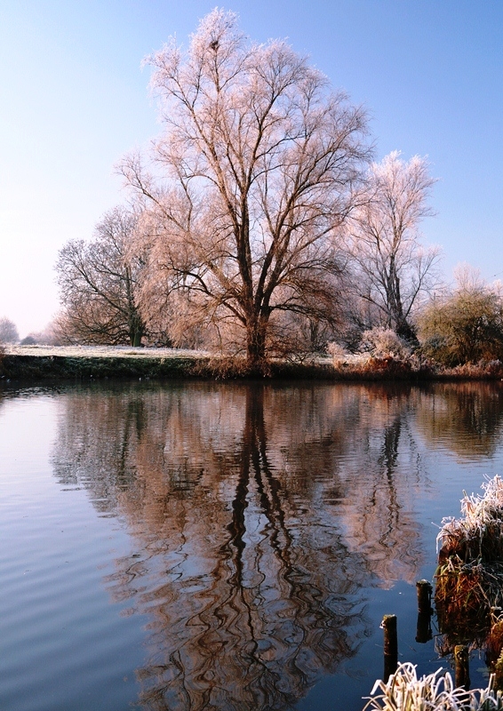 Mature Salix alba in winter