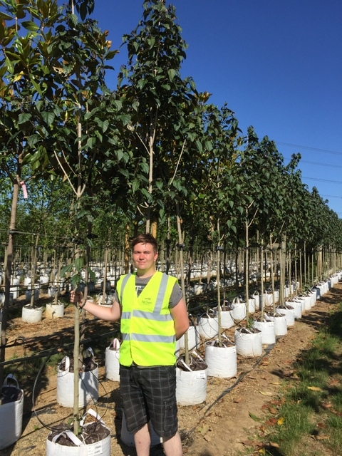 Clerodendrum trichotomum at barcham trees
