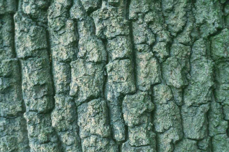 Crinkled bark of mature Quercus cerris in detail