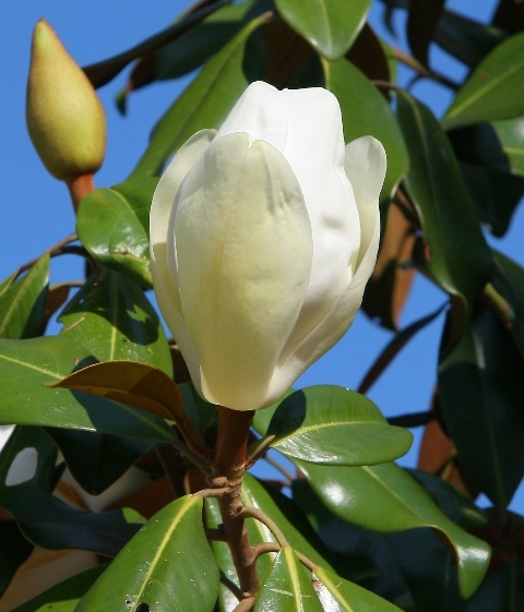Magnolia Grandiflora flower