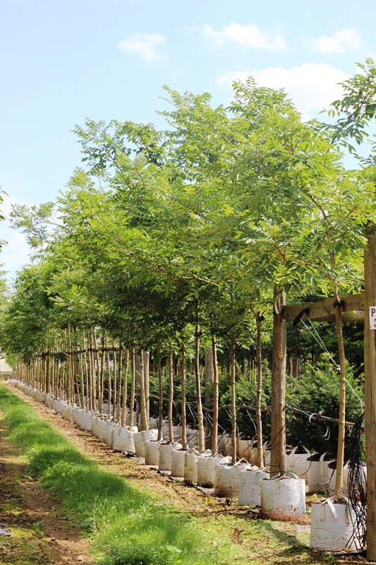 Phellodendron amurense