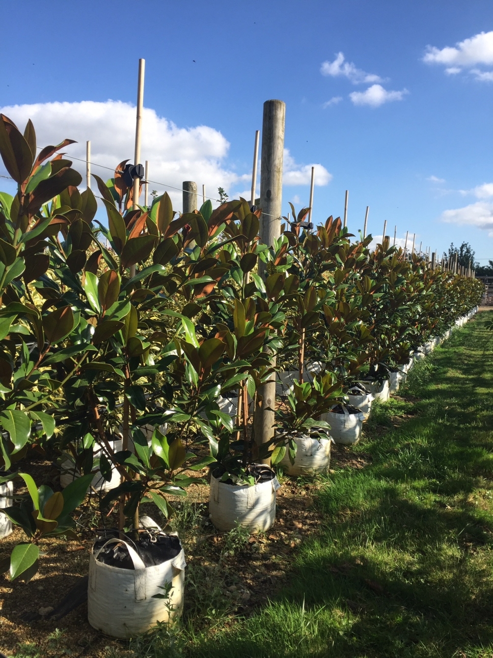 Magnolia grandiflora Gallissonniere multi-stem at barchams nursery