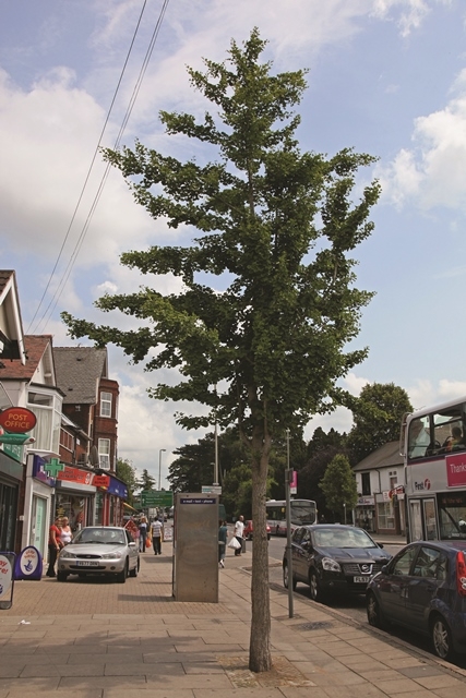 Ginkgo biloba in an urban environment