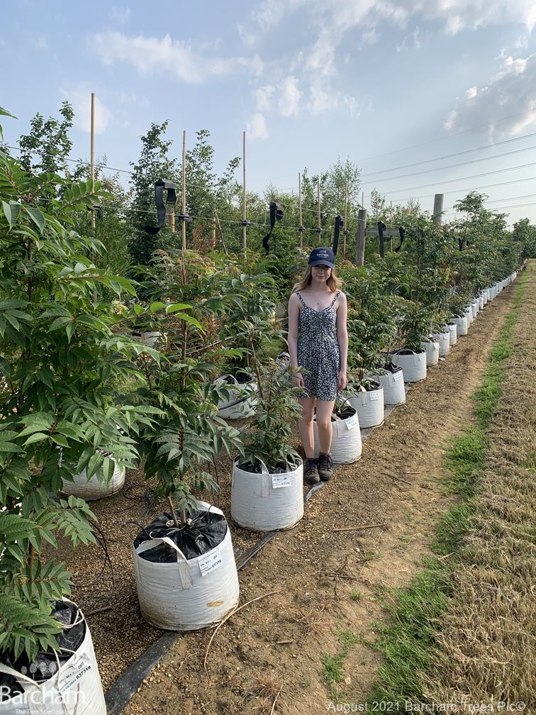 Toona sinensis Flamingo Small