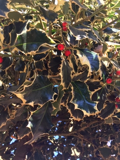 variegated foliage and beries of Ilex aquifolium Argentea Marginata
