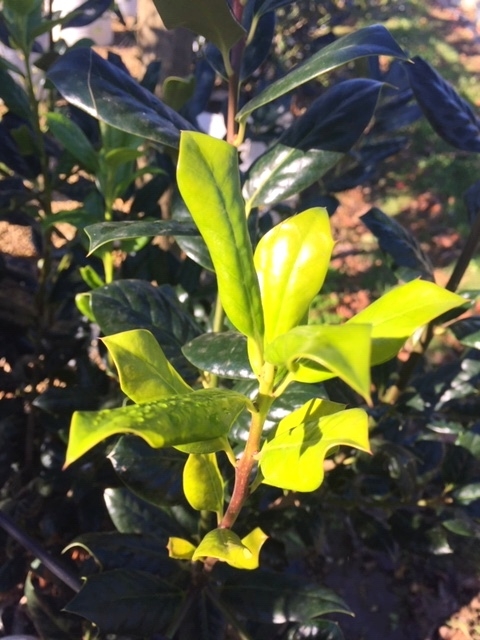 New growth of Ilex aquifolium Nellie Stevens