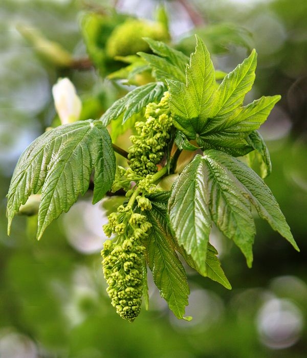 Catkin and foliage of Acer pseudoplatanus