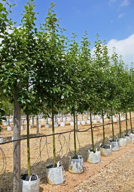 Sorbus latifolia Henk Vink