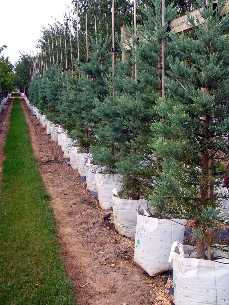 Sequoiadendron giganteum Glauca at Barcham Trees