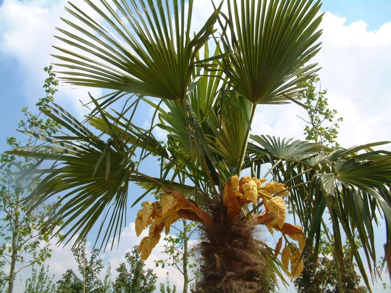 Foliage of Trachycarpus fortunei