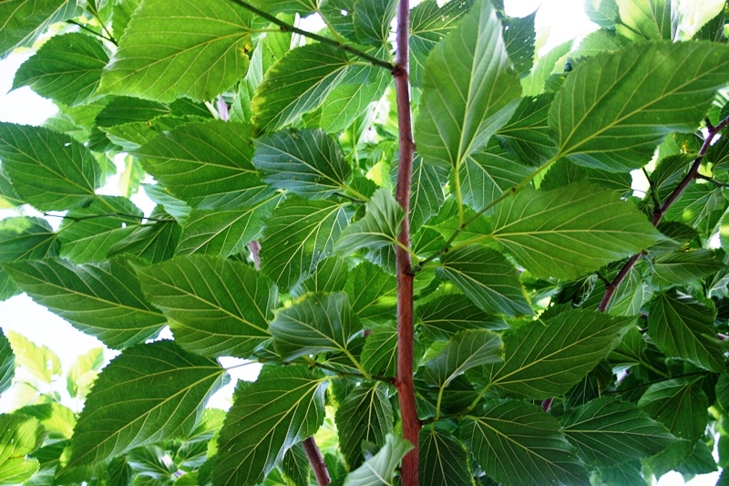 The large lush green foliage of Morus alba Fruitless (Flat Top)