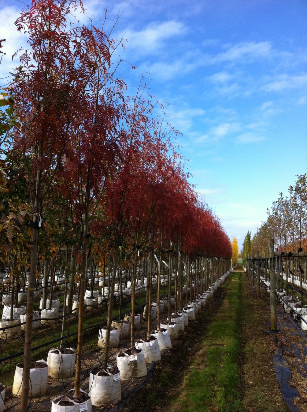 Autumn colour on Sorbus discolor